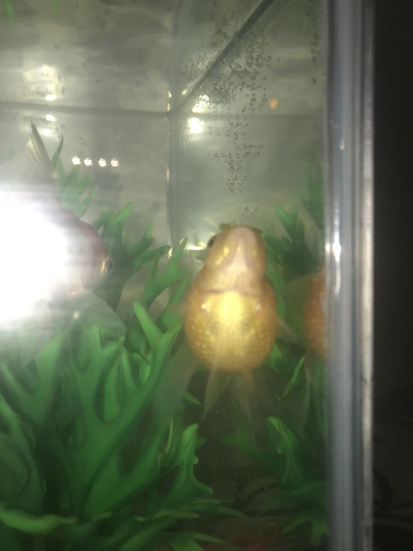 B34030A5-87FC-48DE-A42C-5248E9679A38