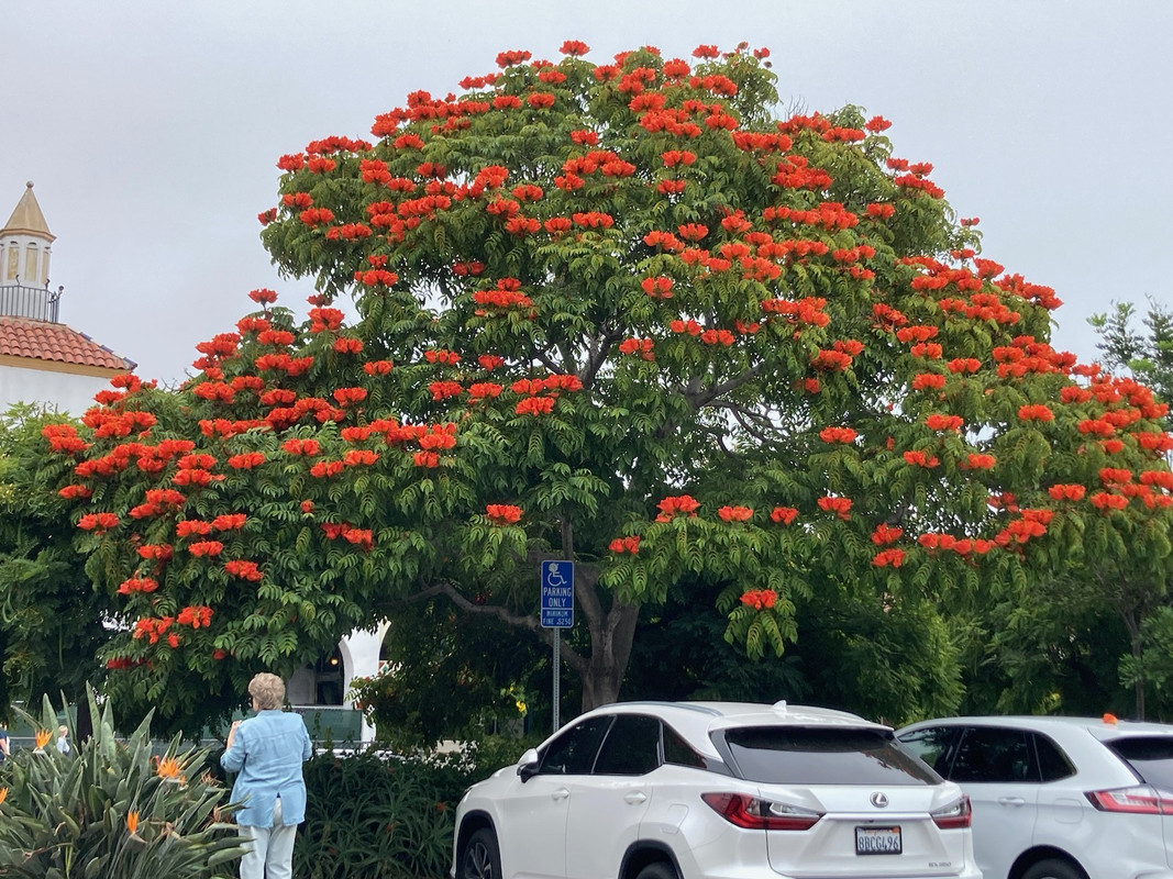 Flame tree