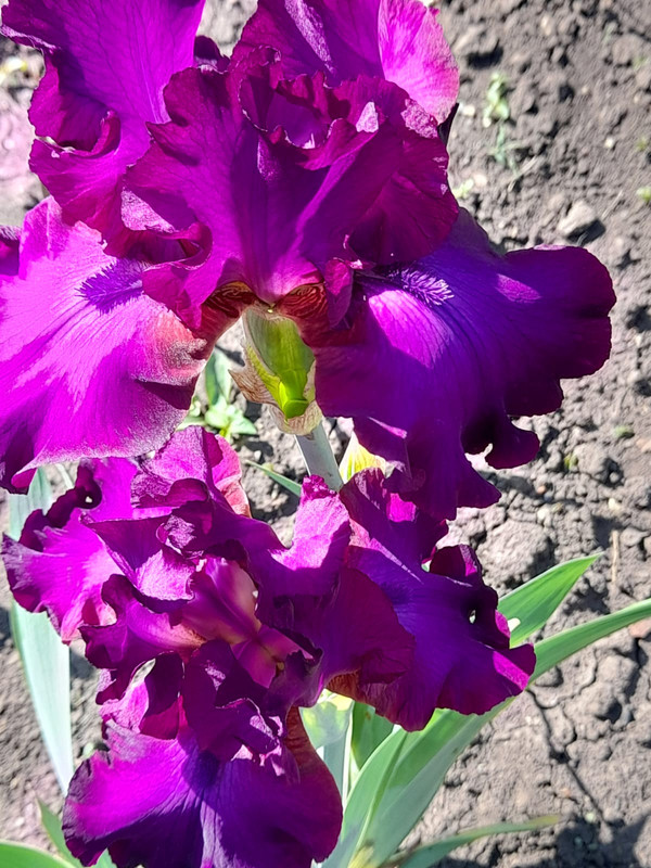 Изображение WhatsApp 2025-05-16 в 09.04.11_e3f13d23