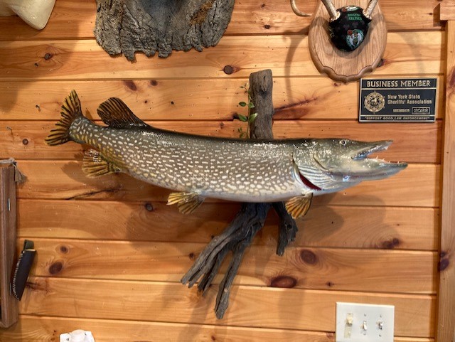 Eddies big pike 6