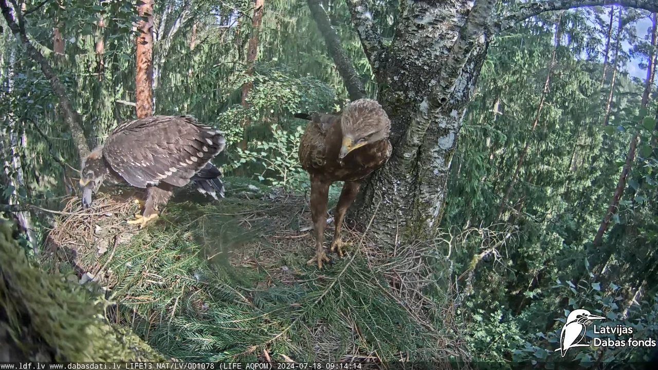Mazais ērglis (Clanga pomarina), ligzda bērzā - LDF tiešraide 16-46-34 screenshot