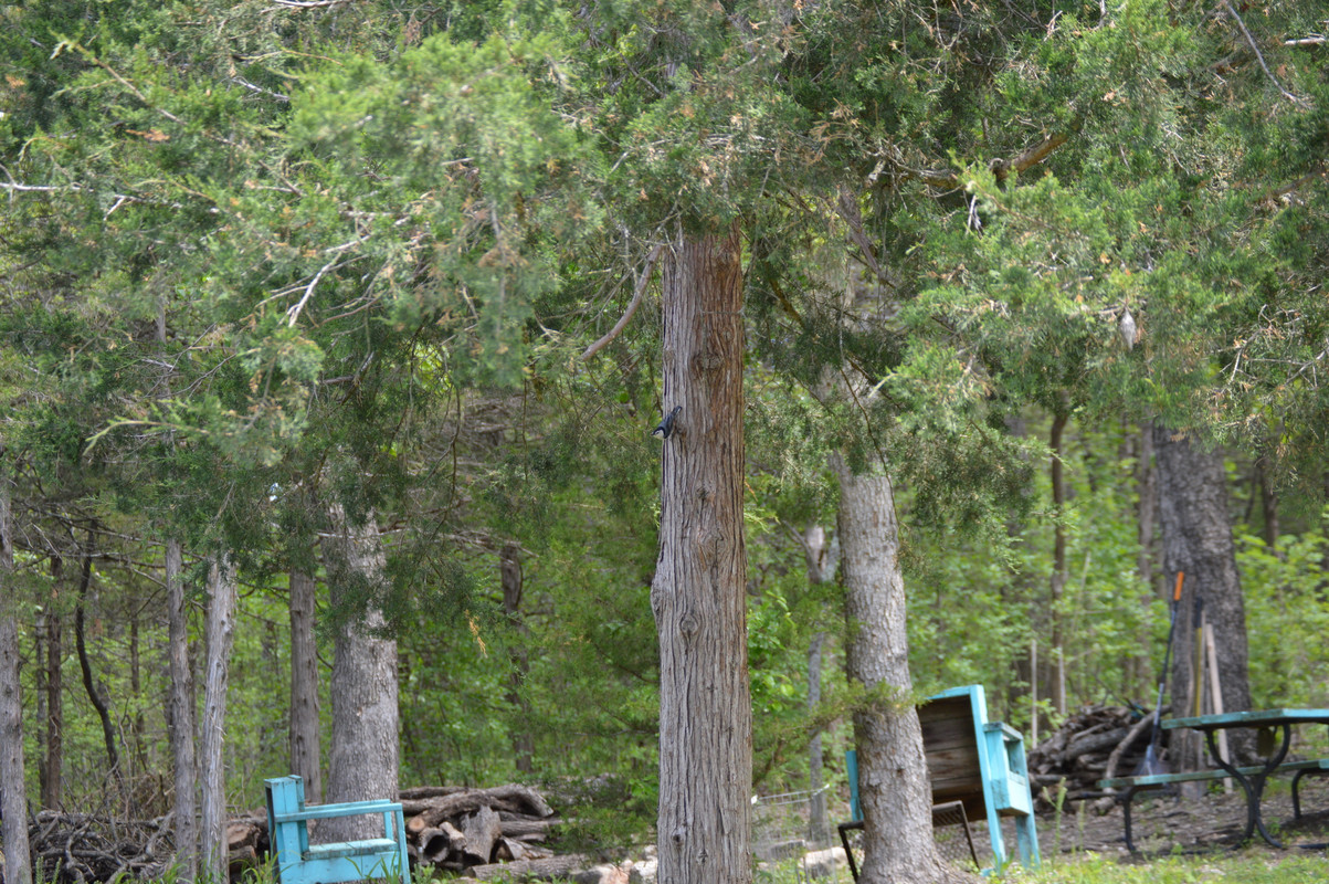 2021-5-6 Nuthatch (1)