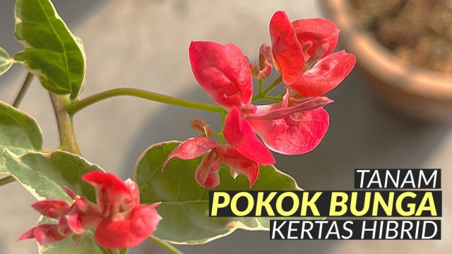 bunga kertas hibrid merah