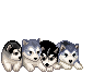 husky gif
