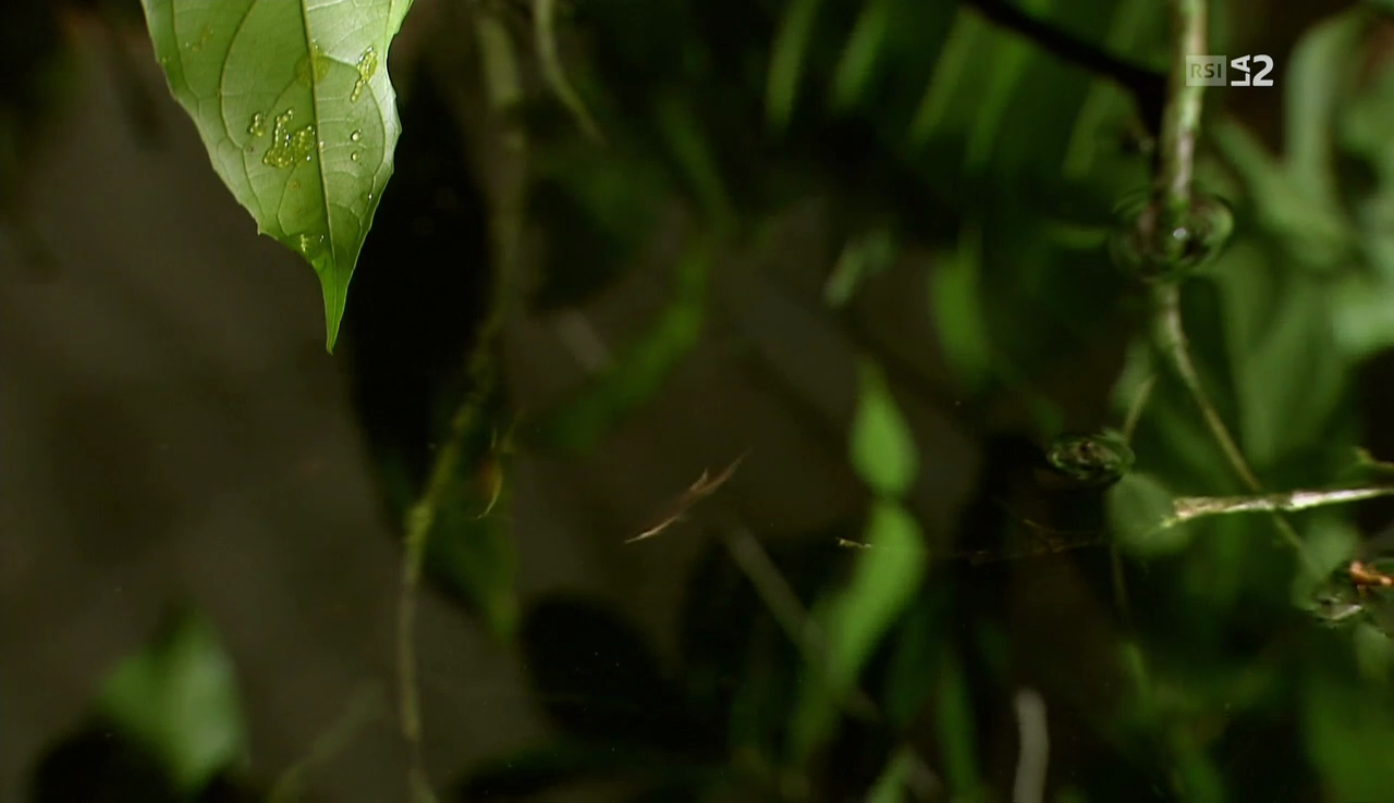 vlcsnap-2016-12-11-08h23m37s051