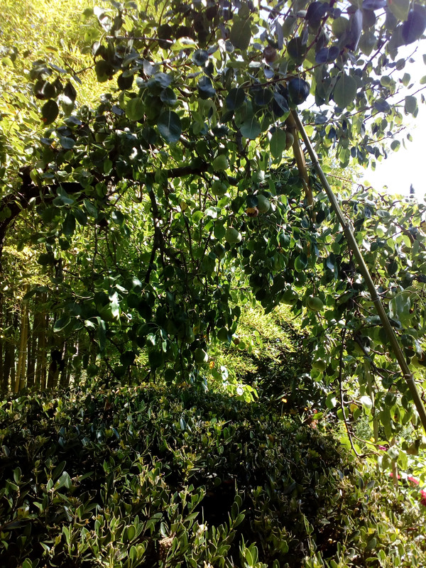 IMG_20170916_115541_1CS