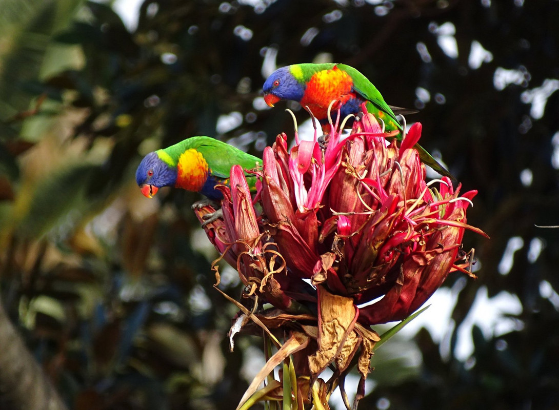 multi-lorikeets.jpg