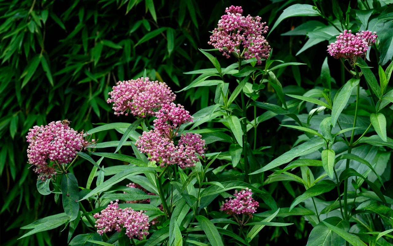 Seidenpflanze Sumpf Asclepias incarnata Habitus (N-Amerika)-Z7