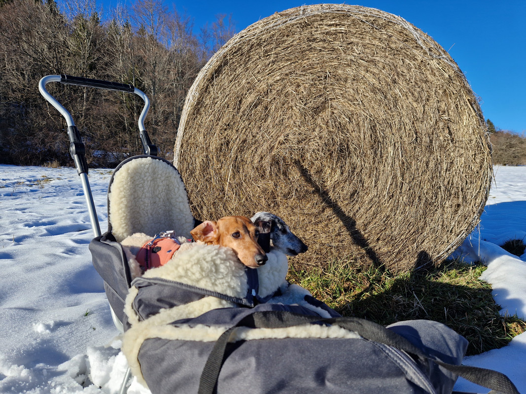 [Image: 20241228-142445.jpg]