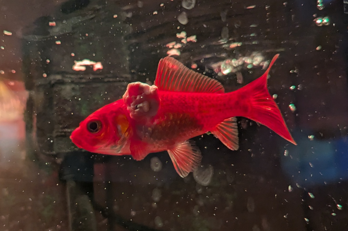 PXL_20250212_222638729