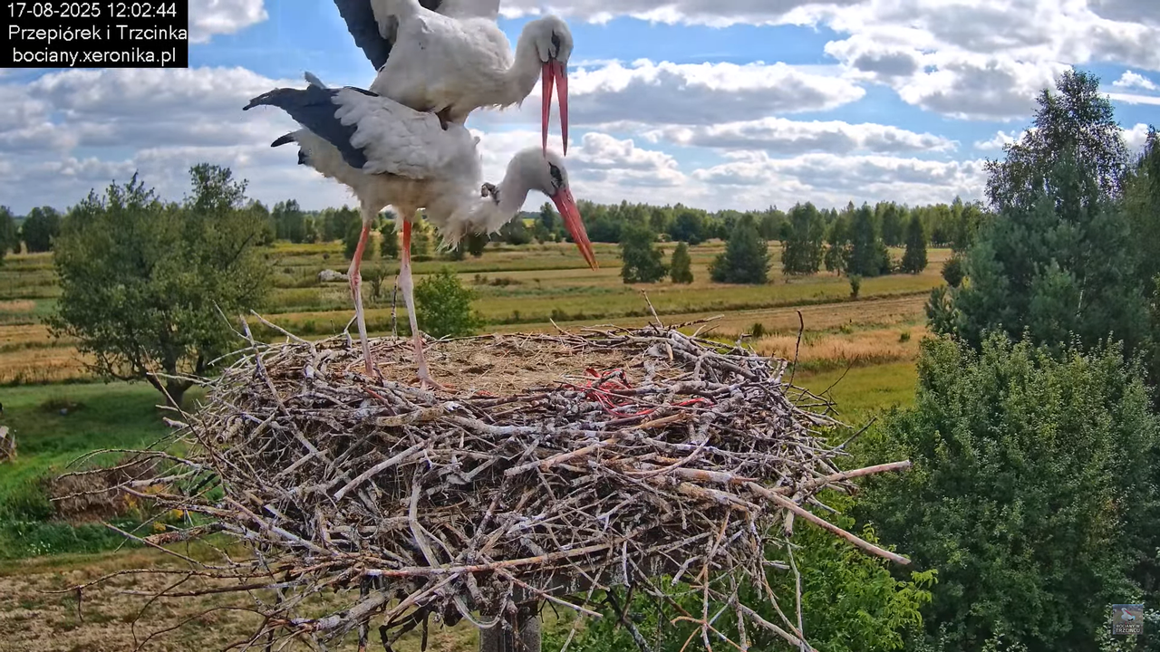 17082025bociany30