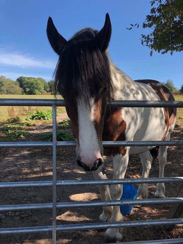 horse-woody.jpg