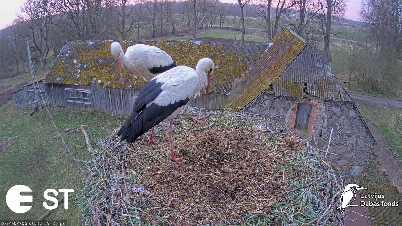 Baltie stārķi (Ciconia ciconia) Tukuma novadā - LDF tiešraide __ White storks in Tukums, Latvia 9-44