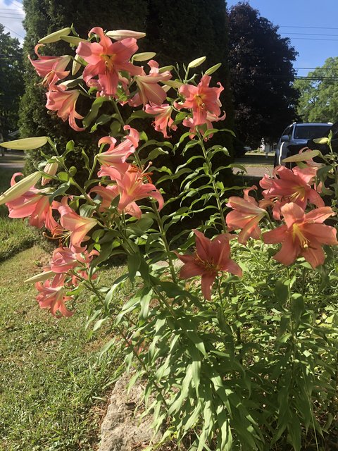 [Image: F0-DD3805-E0-A9-48-A3-9-CF1-F6-F6321-A5-BCE.jpg]