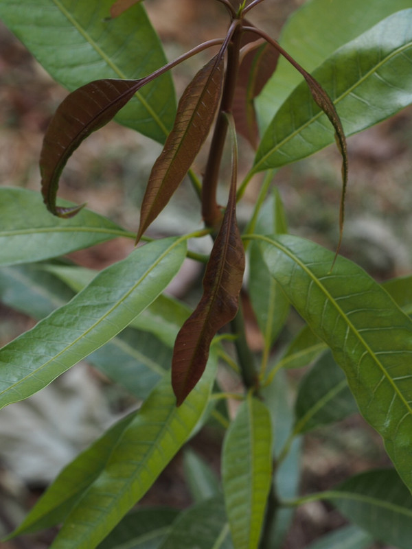 P8090025