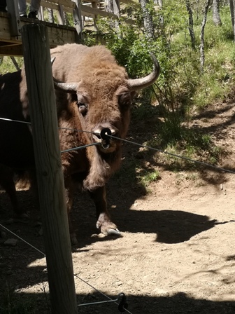 PALENCIA, ROMÁNICO Y MUCHO MÁS - Blogs de España - 8.	Reserva de bisontes – San Salvador de Cantamuda – Cervera de Pisuerga (1)