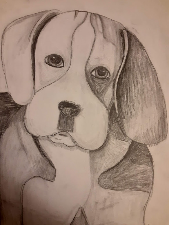Bailey-Beagle-Full-size.jpg
