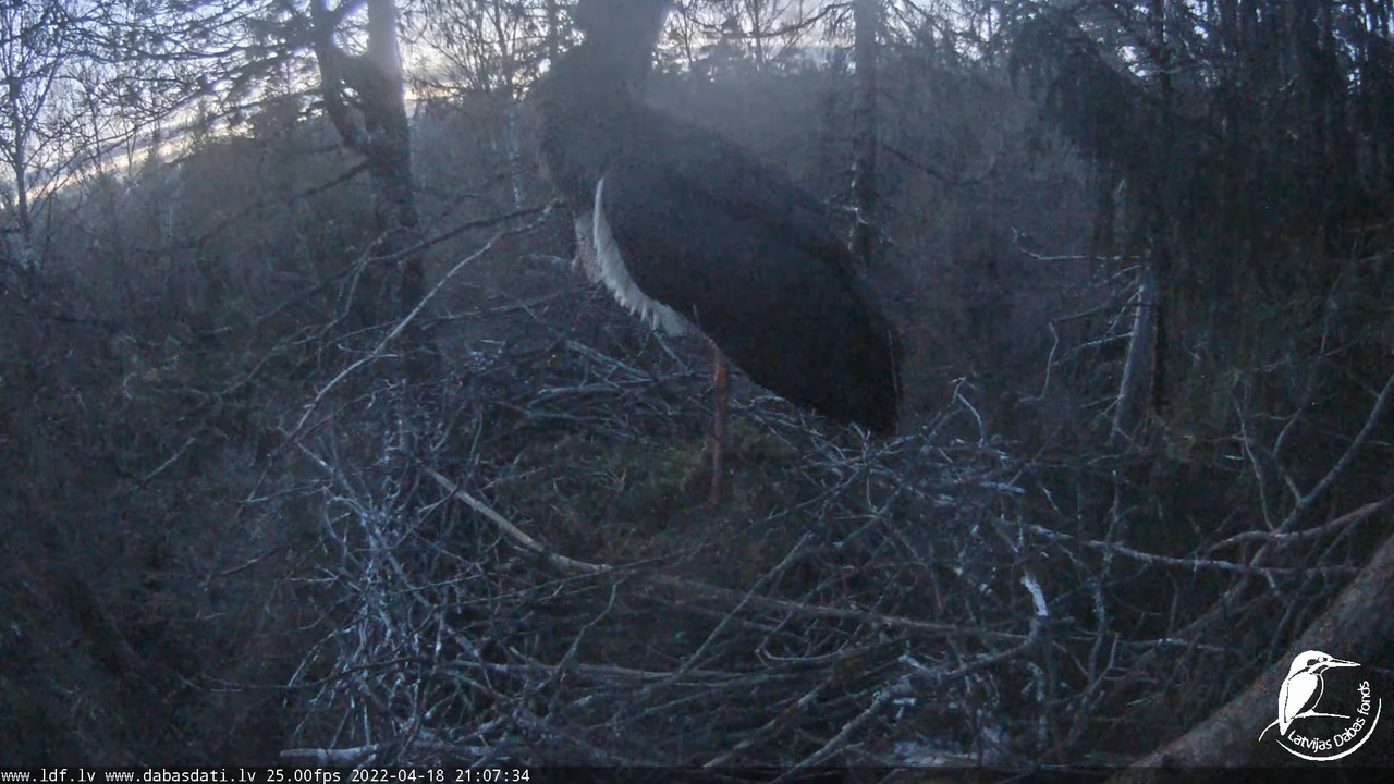 Melnais stārķis (Ciconia nigra) Siguldas novadā - LDF tiešraide 15-8-24 screenshot