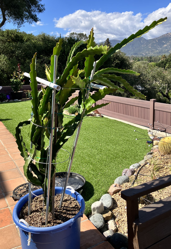 dragon fruit