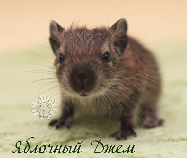 яблочный-джем2_1-нед