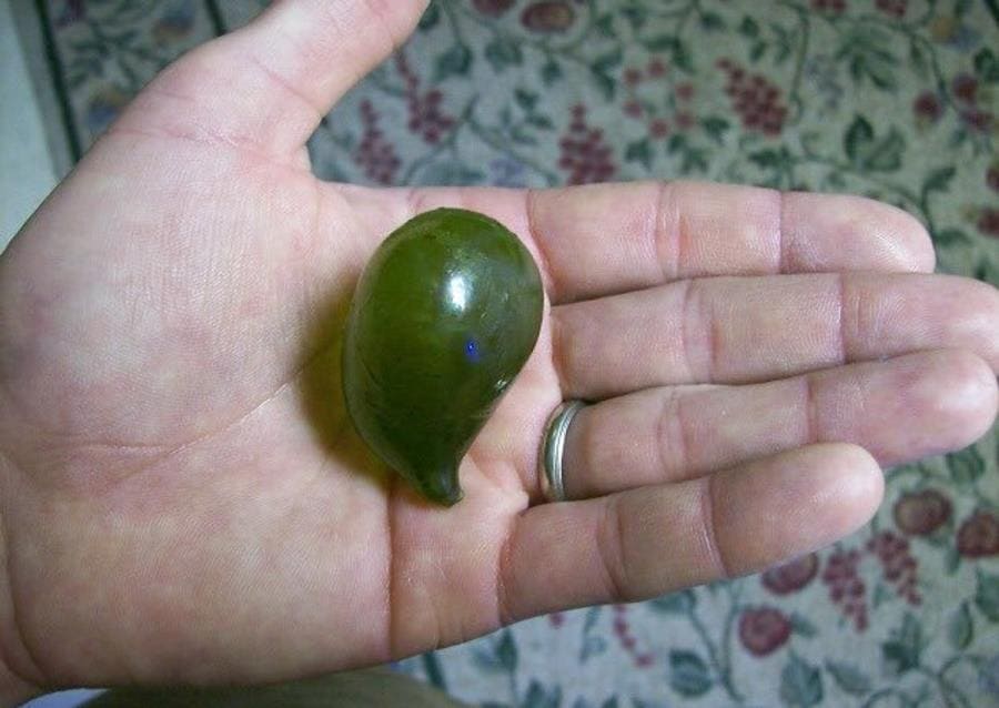 Интересные факты про Валонию пузатую - гигантскую клетку-пузырь