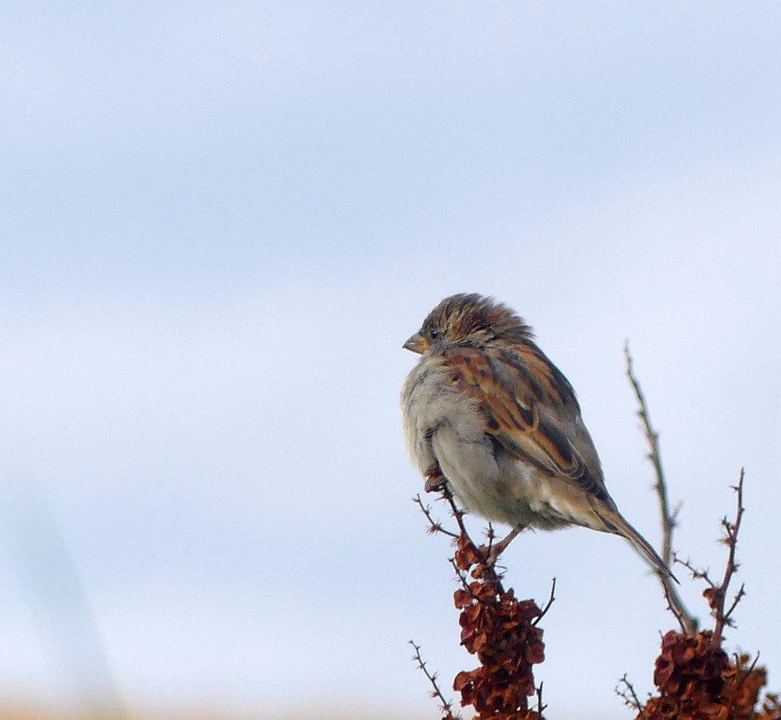 SPARROW 7 260824