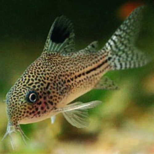 4A880856-D126-4DAC-8E9C-BB9DA5CE269B