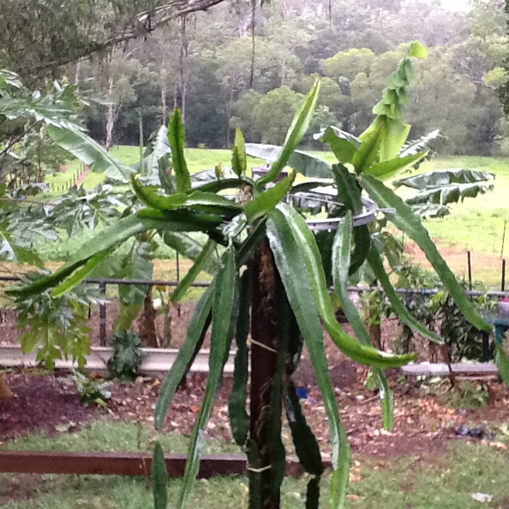 trellis 1