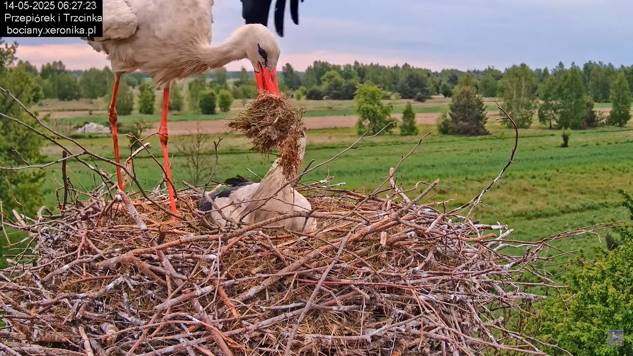 14052025bociany6