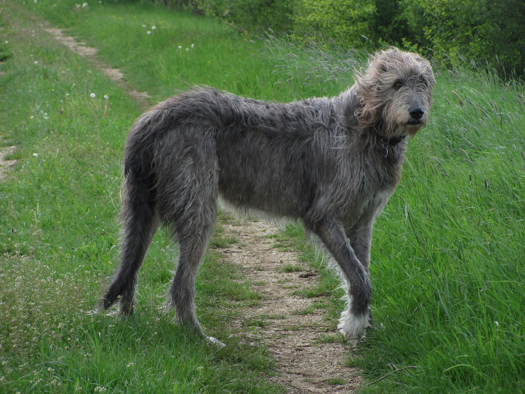 irish-wolfhound-02-by-bmastock-d7k1xe5-fullview.jpg