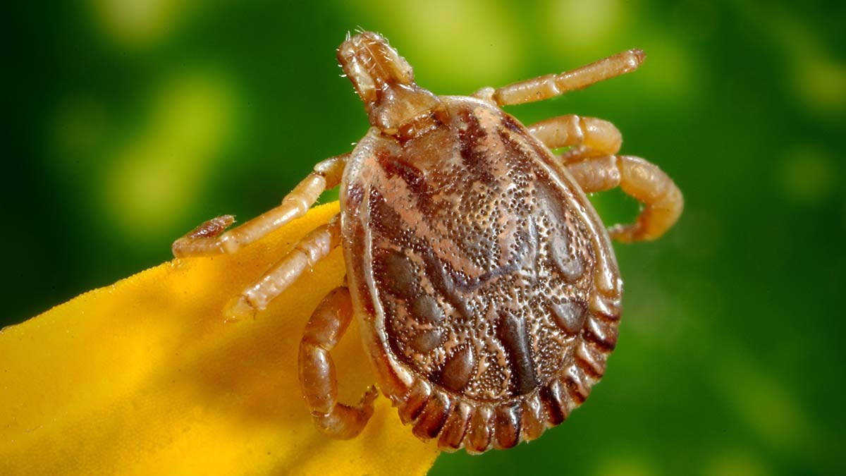 Descubren nuevo virus en Japón que se transmite por las garrapatas