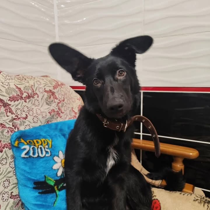 FB_IMG_1734171421095