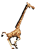 Giraffe_Running_Long_Neck