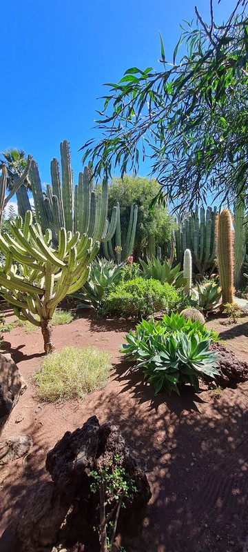 Gran Canaria: una paleta de colores - Blogs de España - Cocodrilo Park - Playa del Inglés - Arucas - Firgas (5)