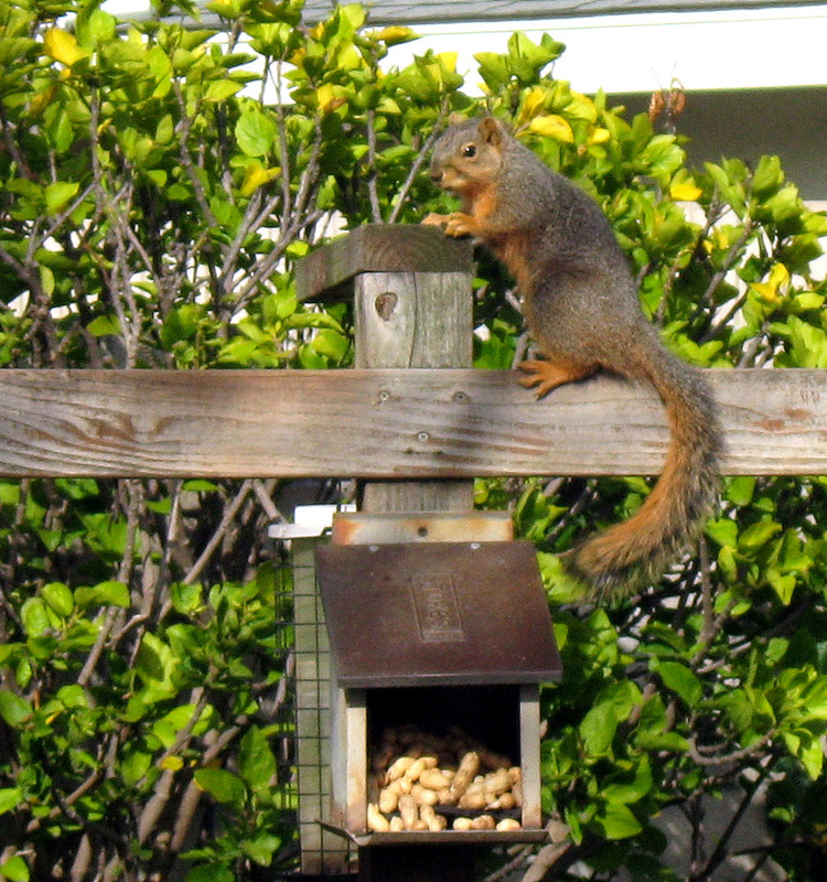 squirrel2.jpg