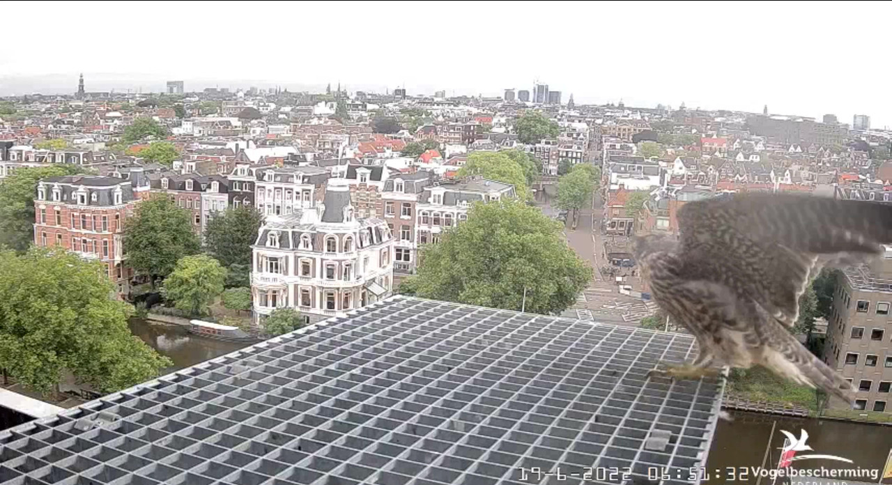 Amsterdam/Rijksmuseum screenshots © Beleef de Lente/Vogelbescherming Nederland - Pagina 29 Video-2022-06-19-065229-Moment-3