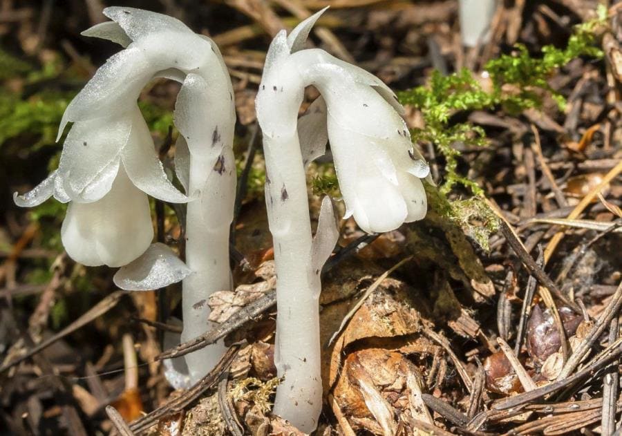 Monotropa uniflora - шедевр эволюции без хлорофилла и фотосинтеза Monotropa uniflora - шедевр эволюции без хлорофилла и фотосинтеза