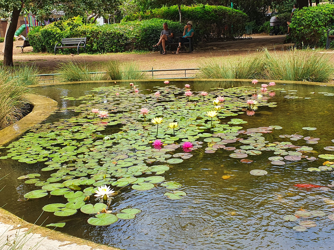 Цветущие кувшинки (нимфеи), Хайфа