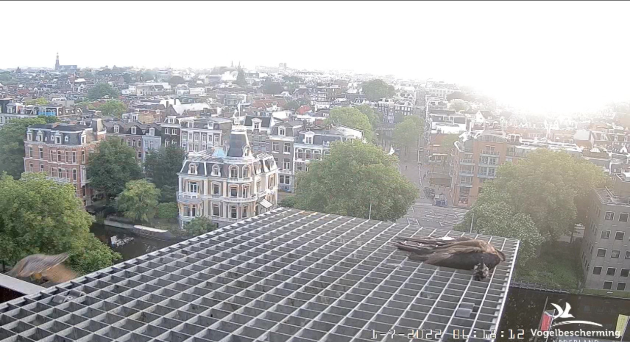 Amsterdam/Rijksmuseum screenshots © Beleef de Lente/Vogelbescherming Nederland - Pagina 35 Video-2022-07-01-062129-Moment-8