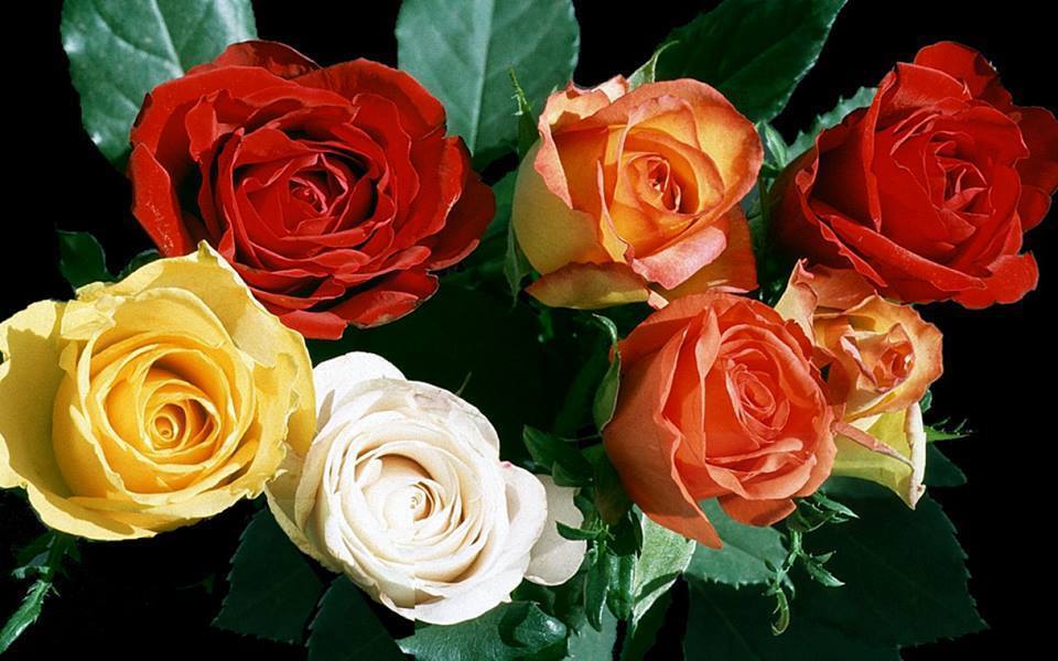 [Image: 1010485-940921882608037-4886795722984620136-n.jpg]