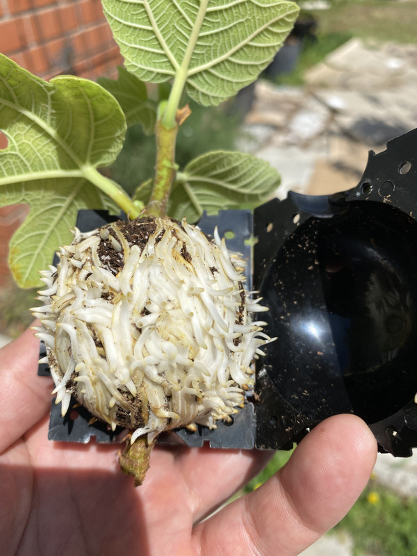 A261DA8B-3CB2-4285-A700-0FB838FC6962