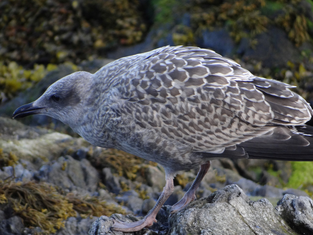 YOUNG HERRING GULL 1 050824