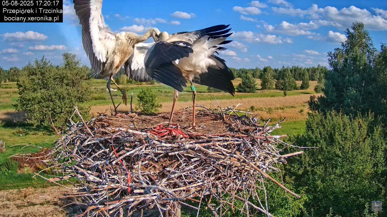 05082025bociany21
