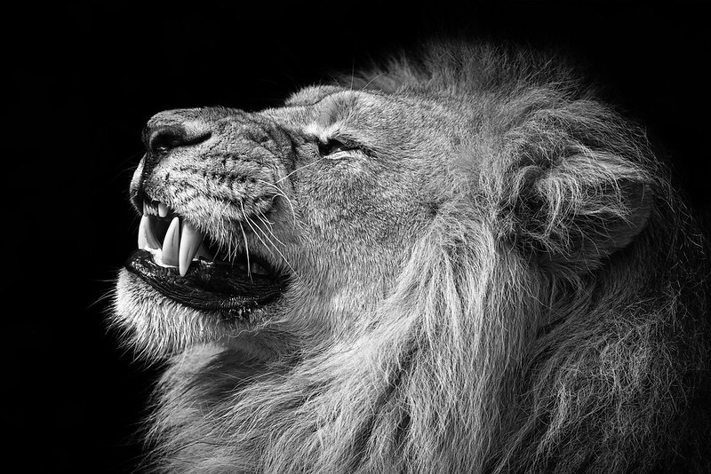 blacknwhitelion.jpg