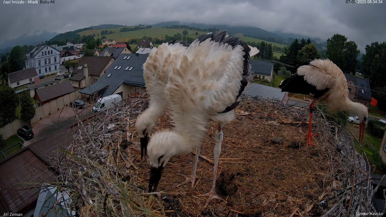 Živá kamera - Mladé Buky - čapí hnízdo 4K 9-42-6 screenshot