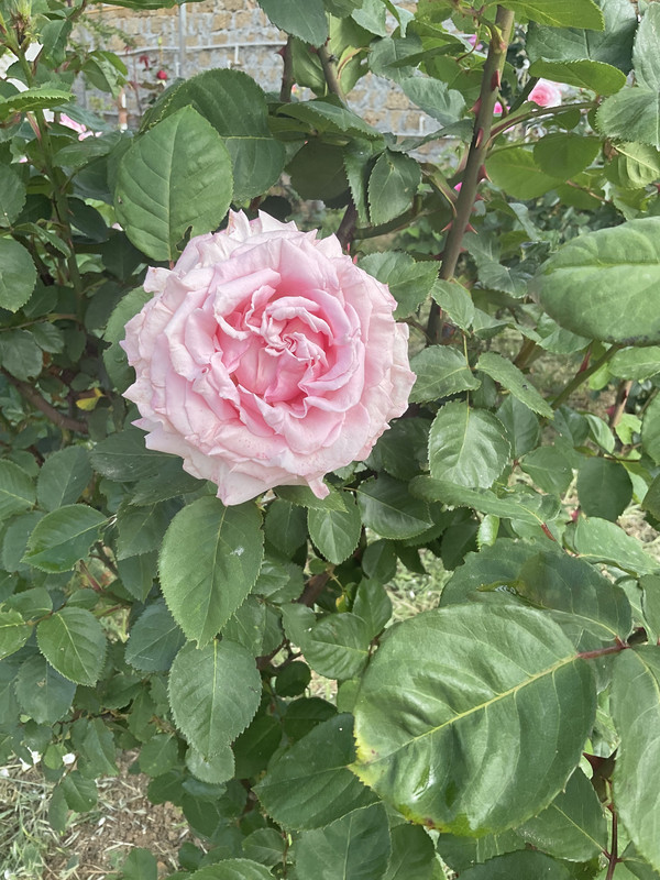 76653324-C654-4B7F-A52C-C02C47418EE7