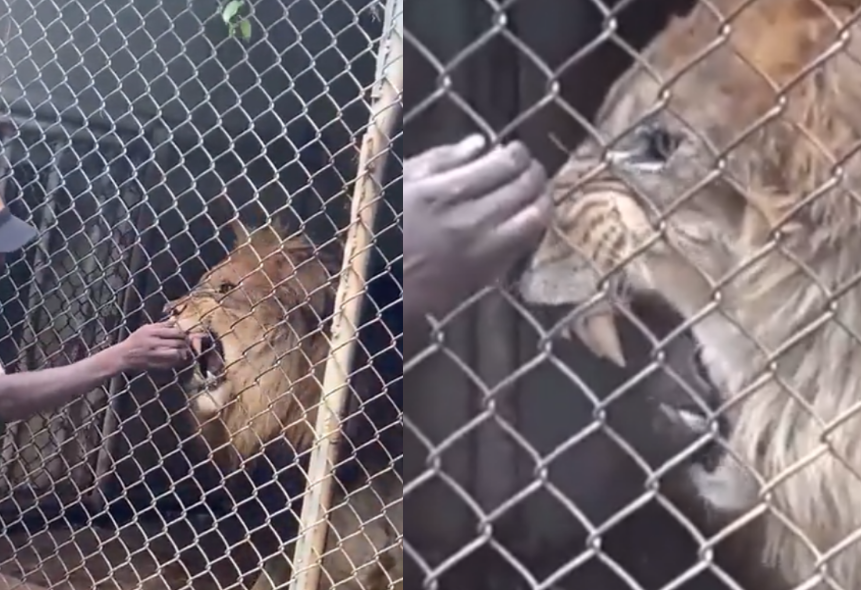 VIDEO: León arranca el dedo a cuidador de un zoológico