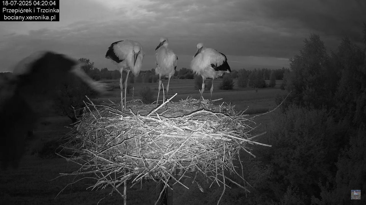18072025bociany1