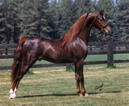 merrywoodprincecharming