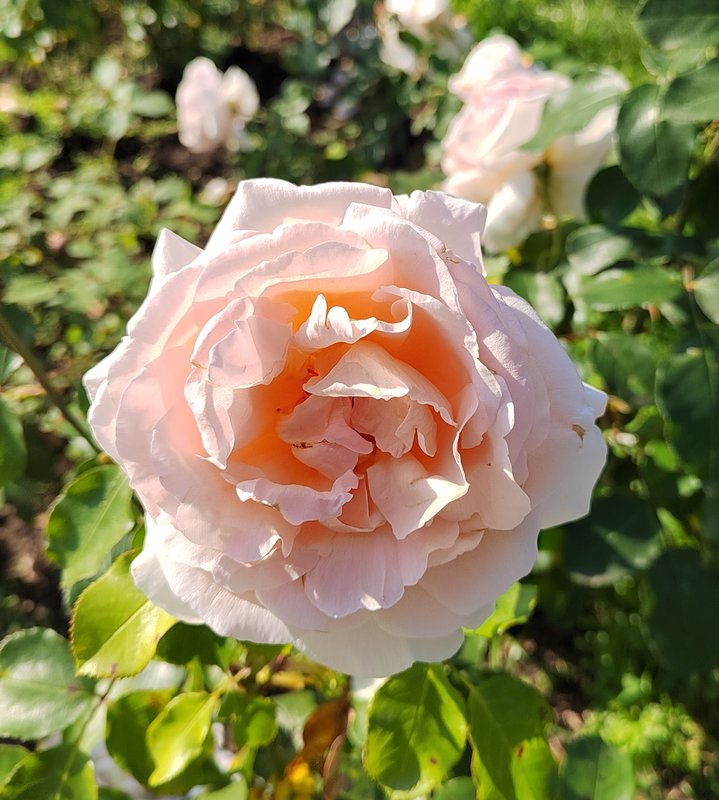 https://i.postimg.cc/R0G60bYT/055-IMG-20240918-121535-edit-282158922521998.jpg
